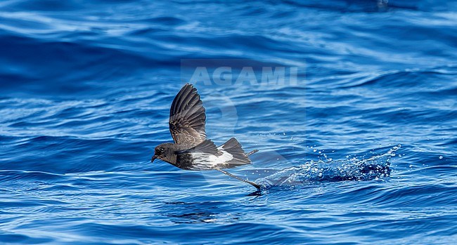 New Zealand Storm Petrel (Fregetta maoriana), a critically endangered seabird species endemic to New Zealand. Flying above the ocean surface. stock-image by Agami/Marc Guyt,