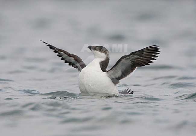 Alk vleugels uitslaand; Razorbill flapping his wings stock-image by Agami/Arie Ouwerkerk,