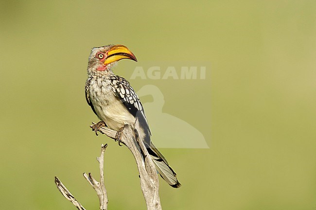 Geelsnaveltok zittend op tak, Southern Yellow-Billed Hornbill sitting on branch, stock-image by Agami/Walter Soestbergen,