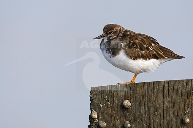 Steenloper staand op paal Nederland, Ruddy Turnstone standing on pole Netherlands stock-image by Agami/Wil Leurs,