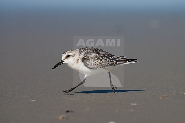 Rennende juveniele Drieteenstrandloper; Juvenile Sanderling running stock-image by Agami/Arnold Meijer,