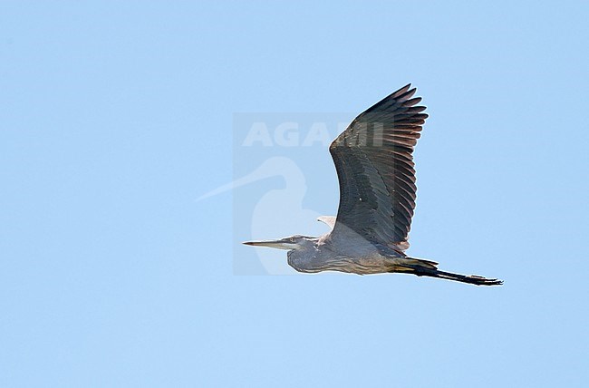 Great Blue Heron, Ardea herodias, 1stWinter in flight at Everglades, Florida, USA stock-image by Agami/Helge Sorensen,