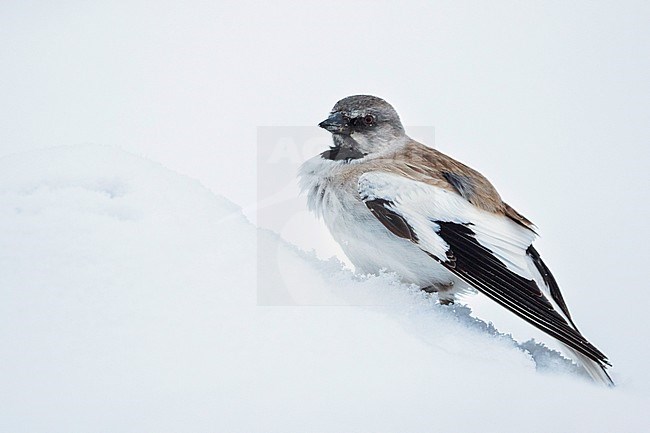 Adult White-winged Snowfinch (Montifringilla nivalis tianshanica) perched in the snow in remote Kyrgyzstan mountains. stock-image by Agami/Ralph Martin,