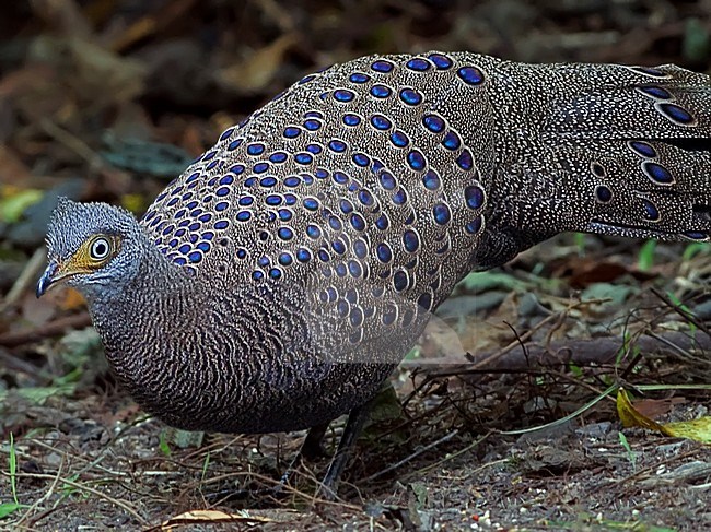 Vrouwtje Spiegelpauw in bos, Female Grey Peacock-Pheasant in forest stock-image by Agami/Alex Vargas,