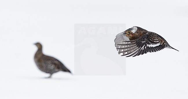 Vrouwtje Korhoen in vlucht, Black Grouse female in flight stock-image by Agami/Markus Varesvuo,