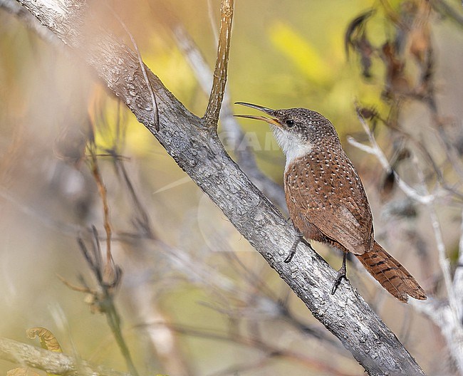 Canyon Wren (Catherpes mexicanus) in Western Mexico. stock-image by Agami/Pete Morris,