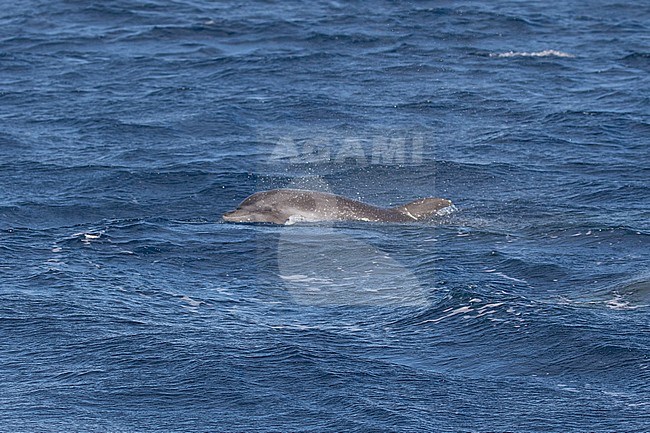 Bottlenose dolphins swimming stock-image by Agami/Pete Morris,