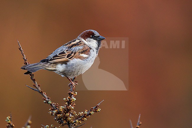Male House Sparrow (Passer domesticus) perched. stock-image by Agami/Menno van Duijn,