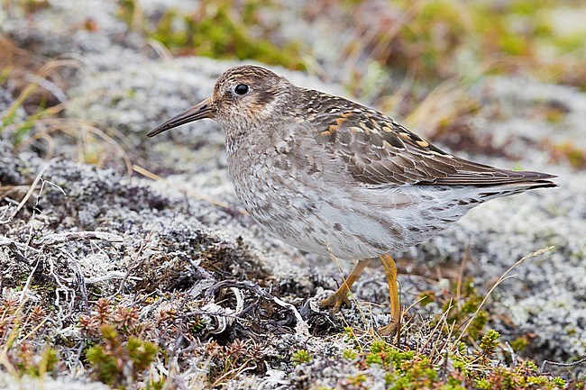 Purple Sandpiper (Calidris maritima), adult standing on the ground in its breeding habitat stock-image by Agami/Saverio Gatto,