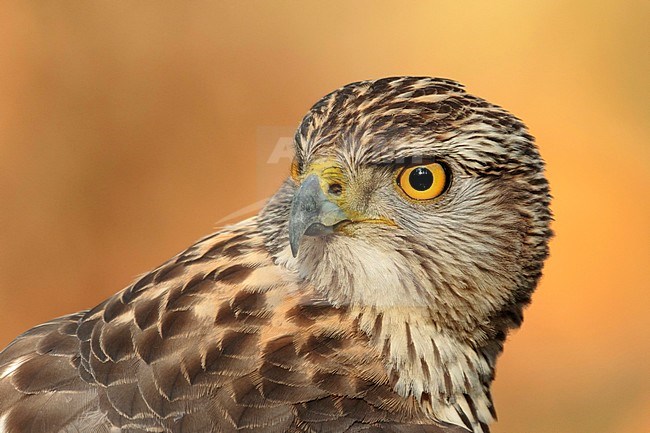 havik portret jong; northern goshawk juvenile portret stock-image by Agami/Walter Soestbergen,