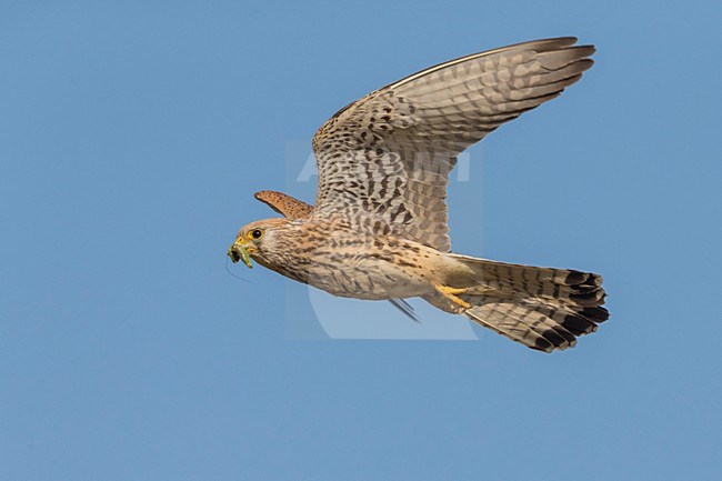 Vrouwtje Kleine torenvalk in vlucht met prooi, Lesser Kestrel female in flight with prey stock-image by Agami/Daniele Occhiato,