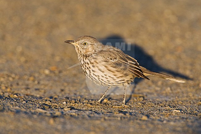 Bergspotlijster; Sage Thrasher stock-image by Agami/Marc Guyt,