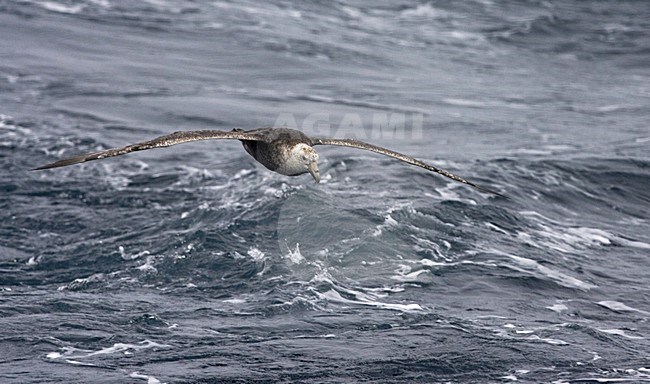 Southern Giant Petrel flying; Zuidelijke Reuzenstormvogel vliegend stock-image by Agami/Marc Guyt,