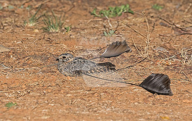 Displaying male Standard-winged Nightjar (Caprimulgus longipennis) in Cameroon. stock-image by Agami/Pete Morris,