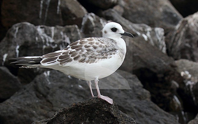 Swallow-tailed Gull (Creagrus furcatus) on the Galapagos islands, Ecuador. Immature standing on a rock at the coast. stock-image by Agami/Dani Lopez-Velasco,