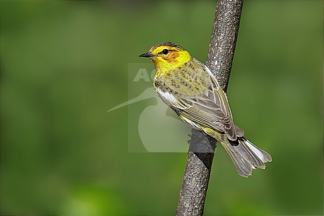 Adult male Cape May Warbler
Galveston Co., Texas
April 2017 stock-image by Agami/Brian E Small,