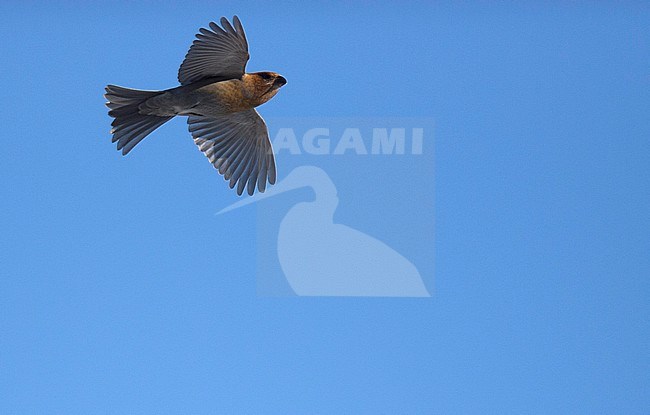 Pine Grosbeak (Pinicola enucleator) in flight, seen from below. Migrating overhead. stock-image by Agami/Arto Juvonen,