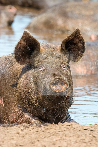 Vrije uitloop varken; Domestic Pig stock-image by Agami/Hans Germeraad,