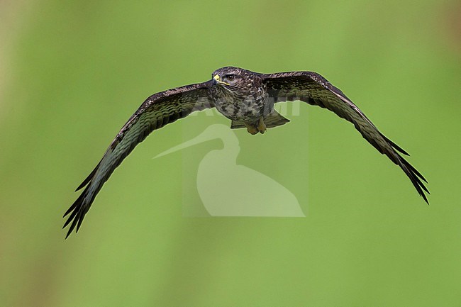 Buizerd ssp rothschildi; Azores Common Buzzard; Buteo buteo rothschildi stock-image by Agami/Daniele Occhiato,