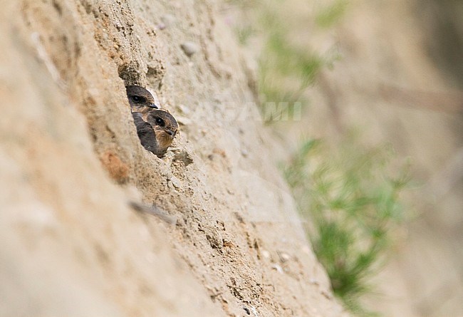 Common Sand Martin - Uferschwalbe - Riparia riparia ssp. riparia, Germany, juvenile stock-image by Agami/Ralph Martin,