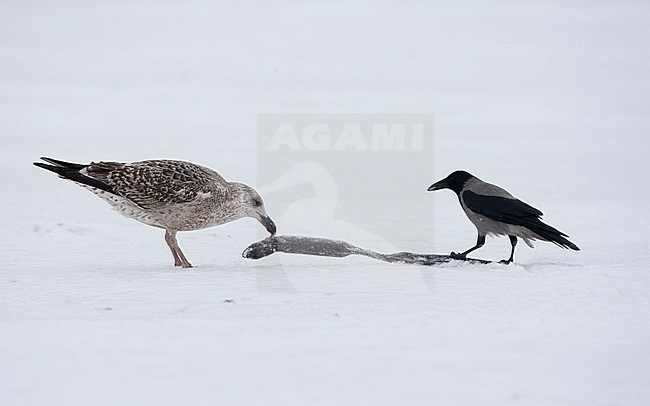 Great Black-backed Gull (Larus marinus), 1stW sharing an Eel with a Hooded Crow on icy lake at Copenhagen, Denmark stock-image by Agami/Helge Sorensen,