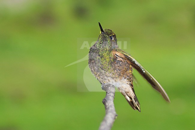 Bruinstaart-hoornkolibrie, Buff-tailed Coronet, Boissonneaua flavescensa stock-image by Agami/Marc Guyt,