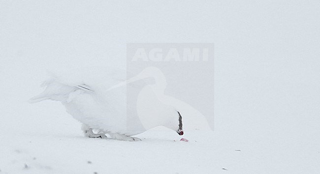 Mannetje Alpensneeuwhoen in de sneeuw, Male Rock Ptarmigan in the snow stock-image by Agami/Markus Varesvuo,