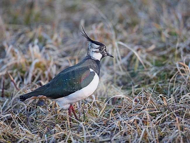 Kievit in een weiland; Northern Lapwing in a field stock-image by Agami/Markus Varesvuo,