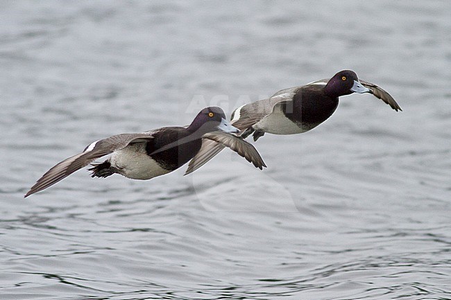 Lesser Scaup (Aythya affinis) flying in Victoria, BC, Canada. stock-image by Agami/Glenn Bartley,