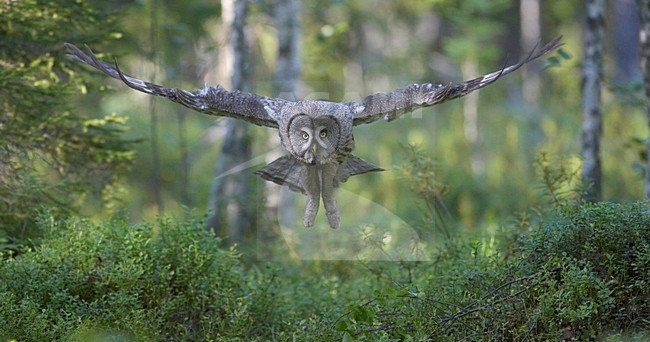 Laplanduil vliegend; Great Grey Owl flying stock-image by Agami/Jari Peltomäki,