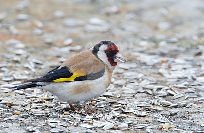 Putter foeragerend op zonnepitten; European Goldfinch foraging on sunflower seeds stock-image by Agami/Markus Varesvuo,