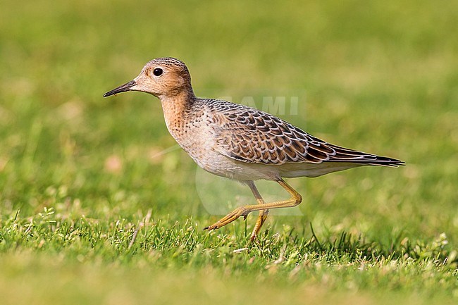 First-winter Buff-breasted Sandpiper (Calidris subruficollis), walking over grassfield and foraging during autumn on a Golf Course on Lanzarote, Canary Islands, Spain in September. stock-image by Agami/Rafael Armada,