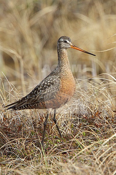 Rode Grutto, Hudsonian Godwit stock-image by Agami/Glenn Bartley,