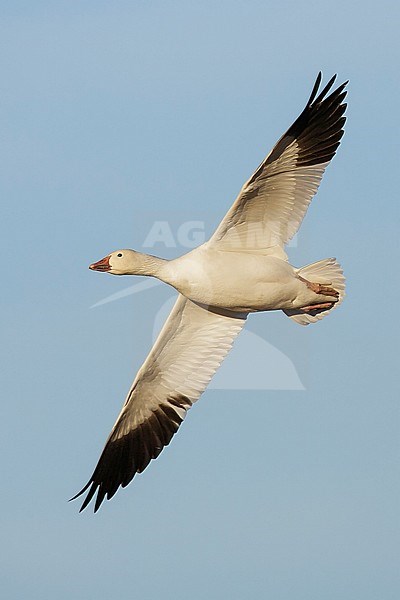 Adult white morph
Socorro Co., N.M.
December 2014 stock-image by Agami/Brian E Small,