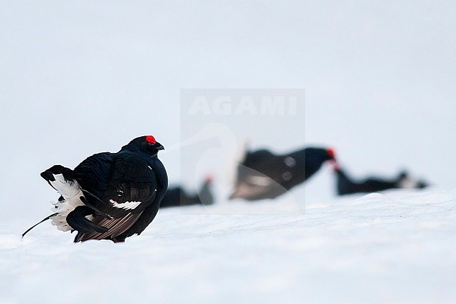 Adult male Black Grouse (Lyrurus tetrix tetrix) at a lek in Germany during early spring with lots of snow. Three birds in the background. stock-image by Agami/Ralph Martin,