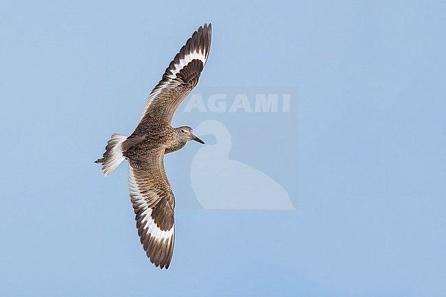 Adult breeding
Galveston Co., TX
May 2023 stock-image by Agami/Brian E Small,