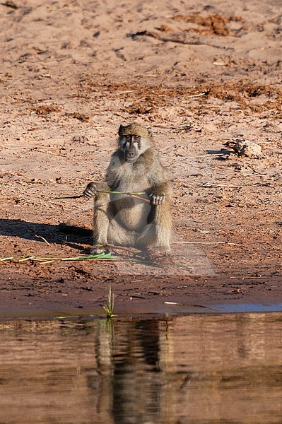 A Chacma baboon, Papio cynocephalus, sitting on a river bank. Chobe River, Chobe National Park, Kasane, Botswana. stock-image by Agami/Sergio Pitamitz,