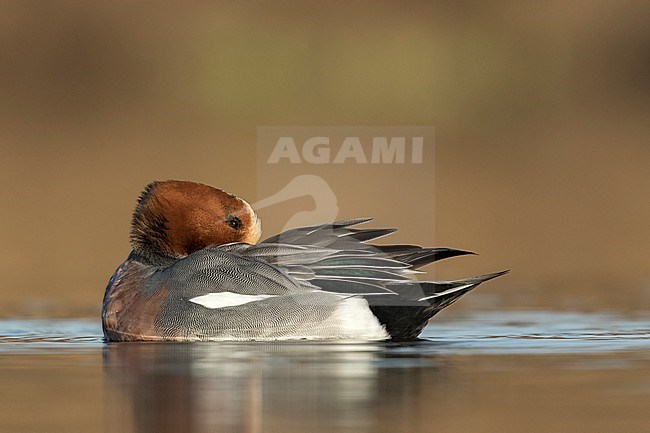 Smient poetst veren; Eurasian Wigeon cleaning feathers; stock-image by Agami/Walter Soestbergen,