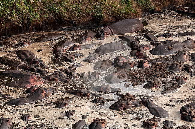 A large group of hippopotamuses, Hippopotamus amphibius, crowded in the Talek River. Talek River, Masai Mara National Reserve, Kenya. stock-image by Agami/Sergio Pitamitz,