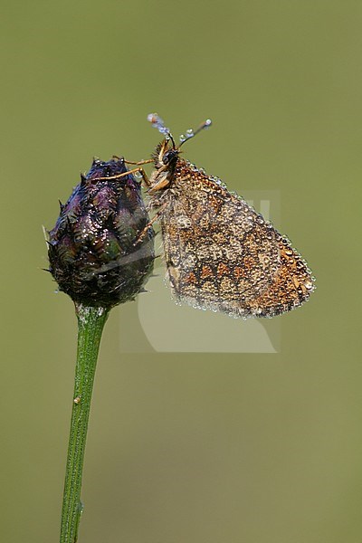 Grison's Fritillary resting on small plant stock-image by Agami/Iolente Navarro,