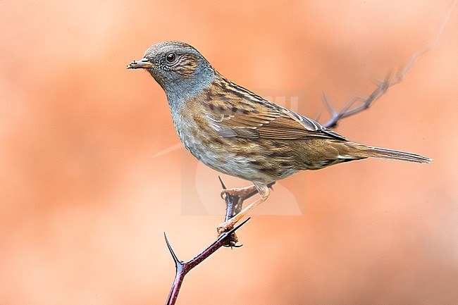 Dunnock (Prunella modularis) stock-image by Agami/Daniele Occhiato,