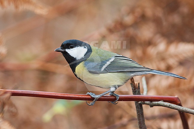 Great Tit - Kohlmeise - Parus major ssp. major, Germany, adult male stock-image by Agami/Ralph Martin,