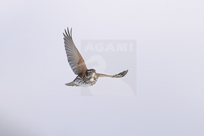 Redwing (Turdus iliacus iliacus) in flight at Rudersdal, Denmark stock-image by Agami/Helge Sorensen,