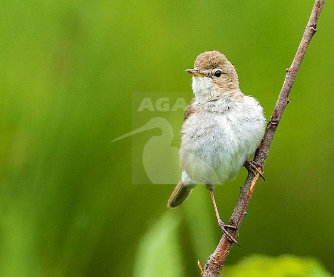 Adult Booted Warbler perched on a branch near Ekaterinburg, June 2016. stock-image by Agami/Vincent Legrand,