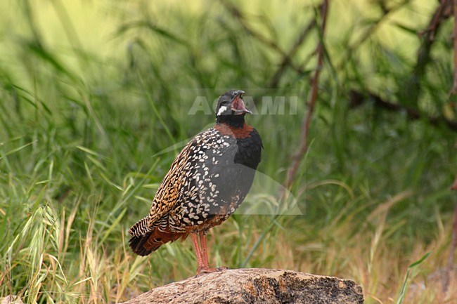 Roepende Zwarte Francolijn, Calling black Francolin stock-image by Agami/Daniele Occhiato,