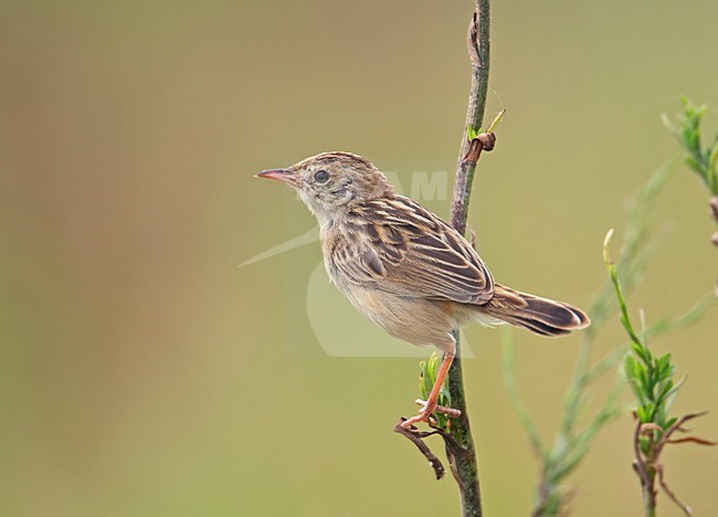 Zitting Cisticola perched; Graszanger zittend stock-image by Agami/Markus Varesvuo,