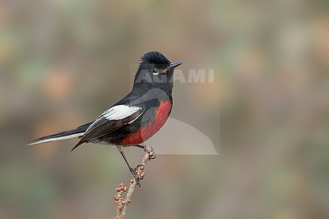 Adult
Coahuila, Mexico
May 2022 stock-image by Agami/Brian E Small,