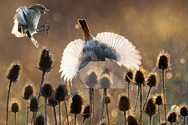 Wintering female European Stonechat (Saxicola rubicola) in Italy. Landing in low vegetation, chasing away a Black Redstart. Photographed with backlight. stock-image by Agami/Daniele Occhiato,