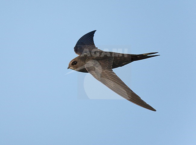 Vliegende, jagende, in de lucht fouragerende Gierzwaluw. Flying, in the air foraging Common Swift stock-image by Agami/Ran Schols,