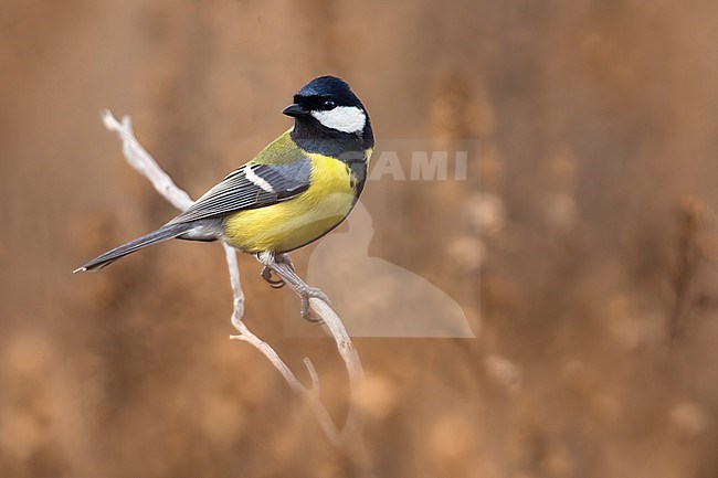 Great Tit (Parus major) in Italy. stock-image by Agami/Daniele Occhiato,